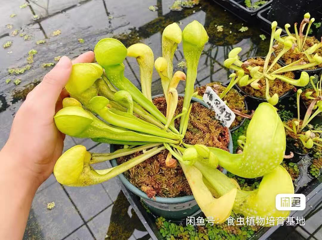 食虫植物--全绿个体 福尔摩莎瓶子草   海淘食虫草精选