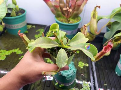 佛山实物图--65号 LVB×维奇猪笼草种子苗  花唇个体精选一物一拍