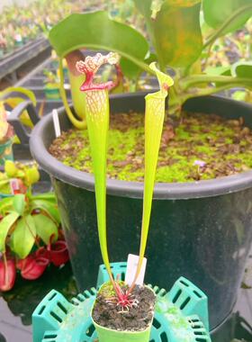 佛山实物图-  H225 MK *S. x moorei “Timothy King” 实拍图