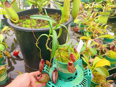 佛山实物图--52号 显目马兜铃猪笼草 大苗老桩带侧芽精选一物一拍