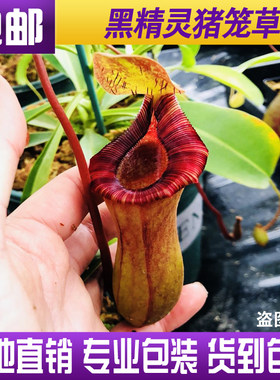 黑精灵劳氏红葫芦红唇特价猪笼草