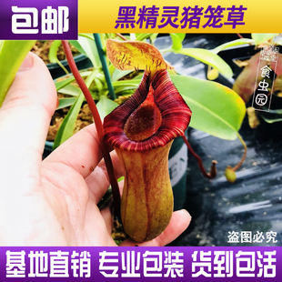 食虫植物-黑精灵猪笼草【劳氏交红葫芦  LV  红唇猪】特价包邮