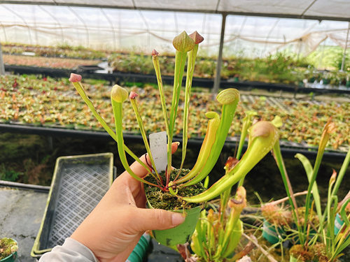 浙江实物图--巨型小瓶瓶子草   食虫植物精选一物一拍实拍图F25号