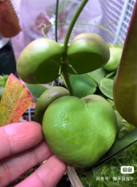 贝壳眼树莲丨蚁栖植物蚁栖球兰包叶眼树莲绿植爬藤小苗