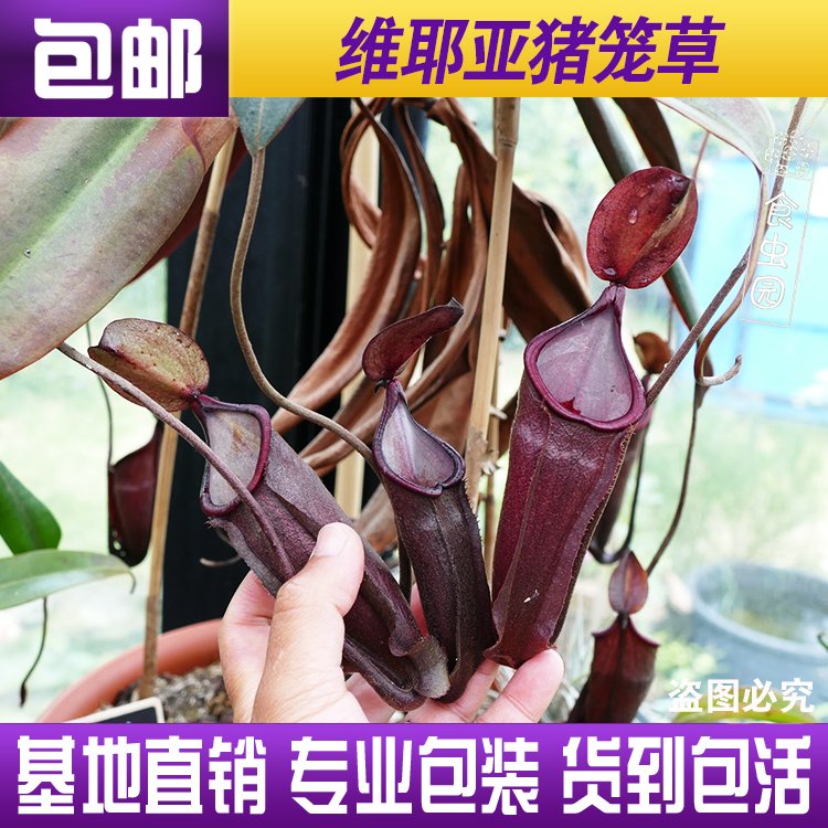 【维耶亚猪笼草Nepenthes vieillardii】食虫植物 趣味绿植 包邮 鲜花速递/花卉仿真/绿植园艺 食虫植物 原图主图