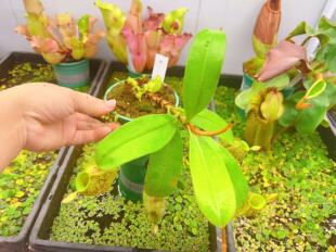 佛山实物图--60号 海淘货 矮胖绿瓶绿唇斑苹果猪笼草实拍图