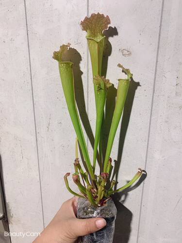 食虫植物花哈密瓶子草中大苗状态好销量特价食虫草造景萌物