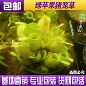 绿苹果猪笼草 食虫植物捕蝇草驱蚊草多肉趣味绿植盆栽