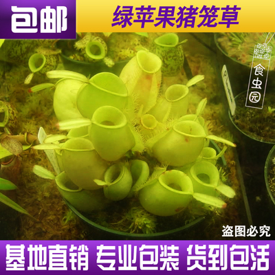 【绿苹果猪笼草】食虫捕蝇草趣味