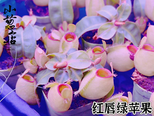 食虫植物--红唇绿苹果猪笼草恐龙蛋圆笼矮胖精选食虫植物