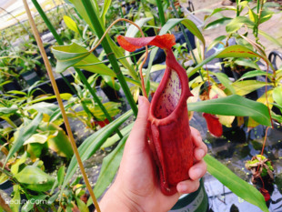 食虫植物捕虫草食人花趣味绿植盆栽 X诺斯猪笼草 高棉X维奇