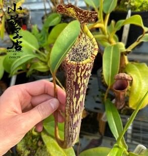 窄葉豬籠草花斑籠高端食蟲豬籠草精選綠植食蟲草 食蟲植物