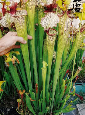 食虫植物--H87瓶子草 Sarracenia x moorei Pinkish top H87 MK