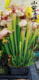 H87瓶子草 H87 Sarracenia moorei 食虫植物 top Pinkish