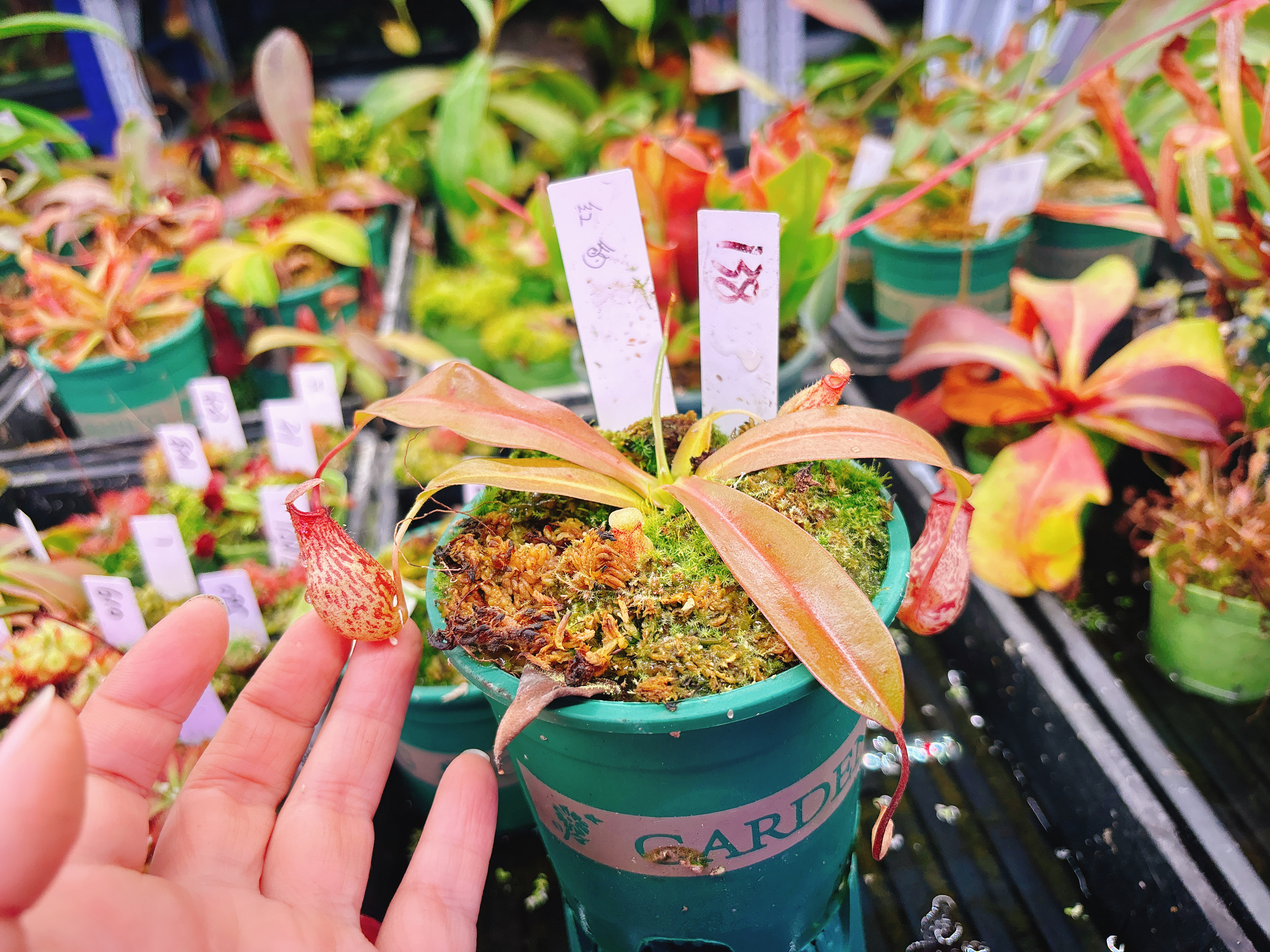 浙江实物图--红豹猪笼草扦插苗精选一物一拍实拍图138号