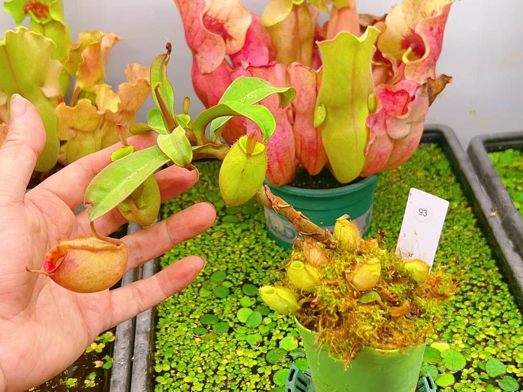 佛山实物图--93号 粉苹果猪笼草 老桩地笼  精选一物一拍实拍图