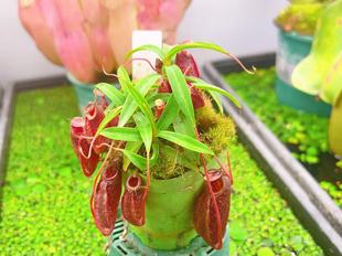 佛山实物图--71号显目马兜铃猪笼草带侧芽爆盆精选一物一拍