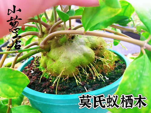 蚁巢木 Myrmecodia --莫氏蚁栖木块根绿植盆栽自由绿植
