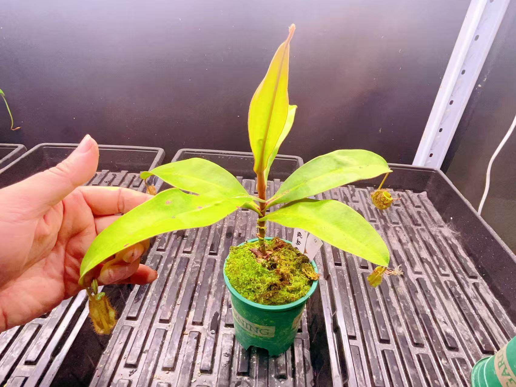 佛山实物图--13号 圆笼个体绿瓶斑苹果 猪笼草扦插苗精选一物一拍