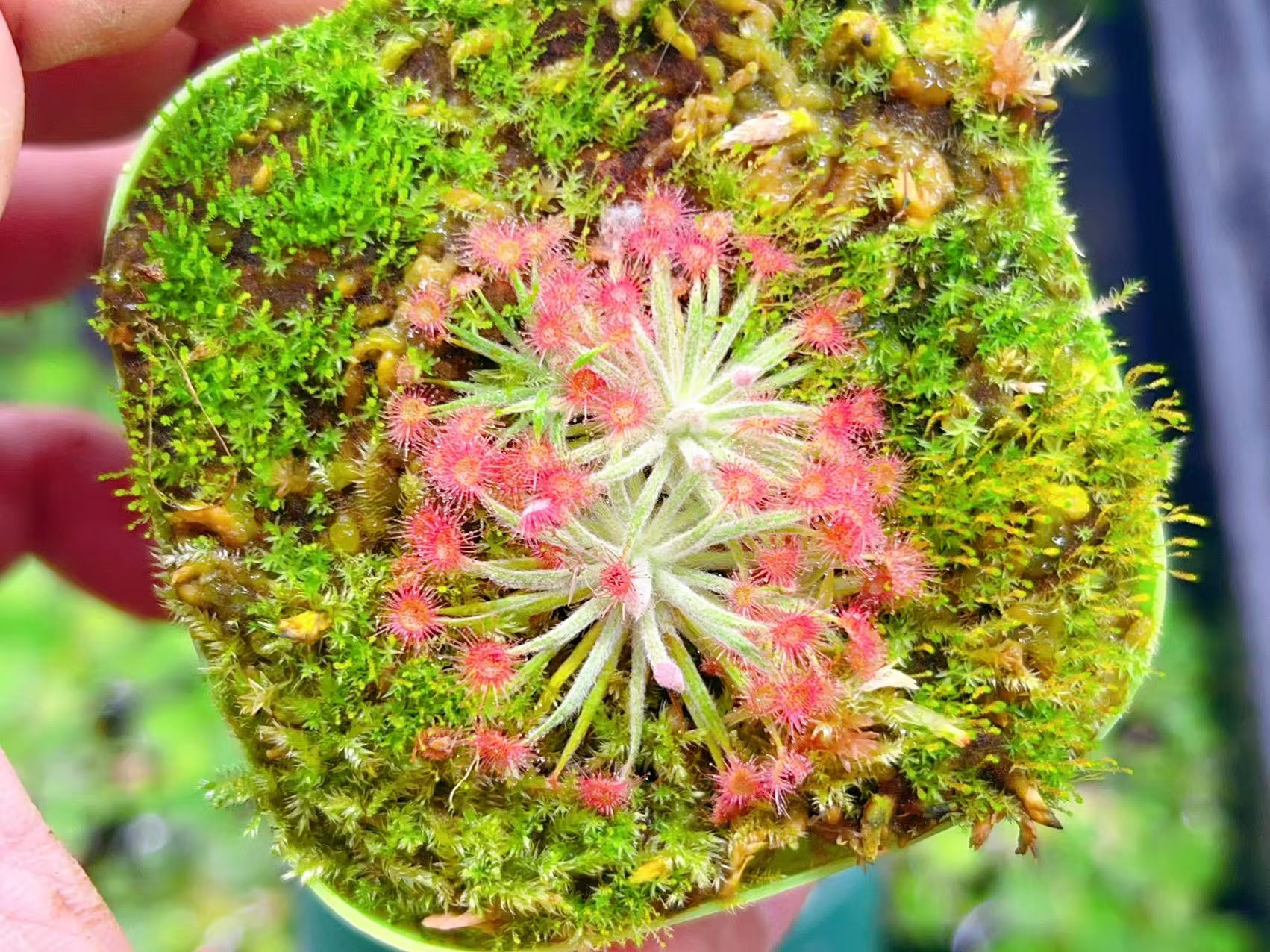 佛山实物图--91号 珊瑚茅膏菜多头一盆北岭地黏虫草稀有品种实拍