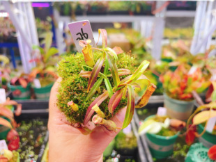 浙江实物图 褐色小猪猪笼草小型猪笼食虫精选一物一拍实拍图276