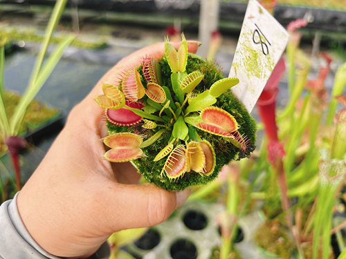 浙江实物图--漏斗捕蝇草大苗  食虫植物精选一物一拍18号