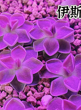 食虫植物--伊斯基尔潘爱兰捕虫堇粉色食虫多肉可爱造景