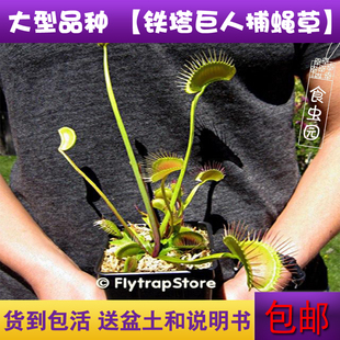 【种好发货】铁塔巨人捕蝇草 食虫植物 食虫草 趣味绿植盆栽 包邮