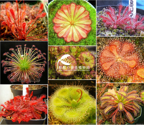 食虫植物各种茅膏菜绿植食人花