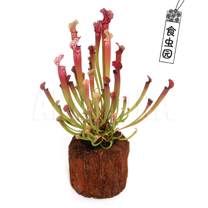 食虫植物-花哈密瓶子草/食虫草/食人花/趣味绿植盆栽/造景绿植