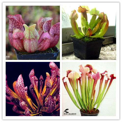 食虫植物种价格 食虫植物种图片 星期三