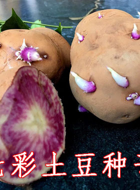 云南七彩花心土豆七彩红心土豆种子云南紫土豆种子丽江红心土豆