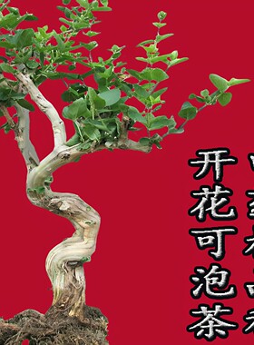 大型金银花盆栽老桩美观可泡茶
