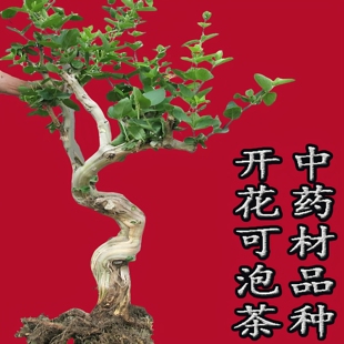 大型金银花盆栽老树桩盆景开花美观可泡茶喝中药材种植金银花树苗