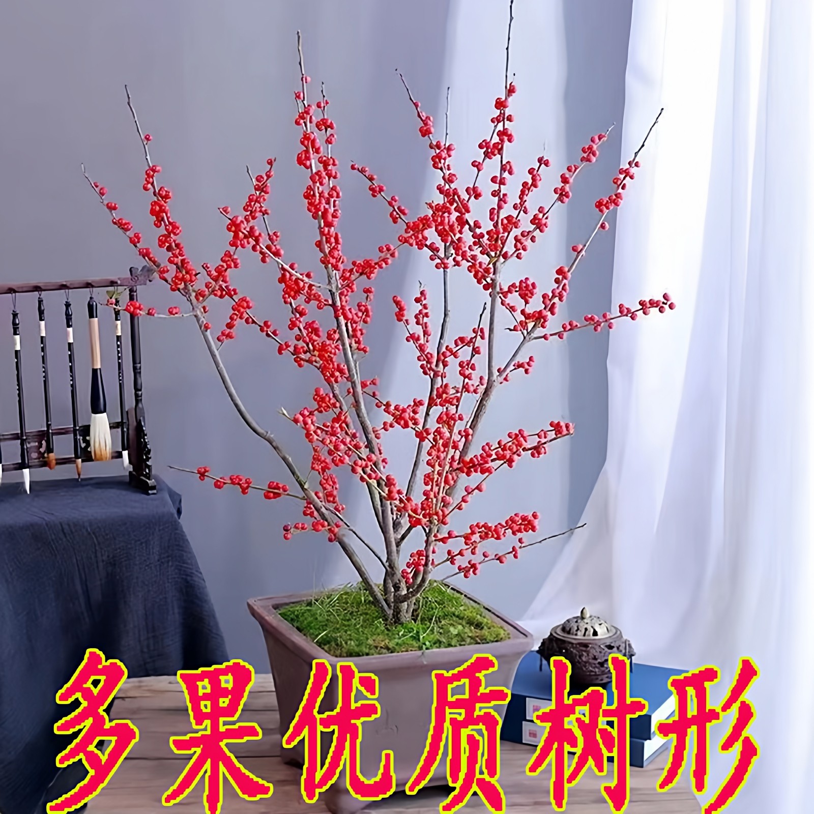 北美冬青盆栽带红果真花年宵花树