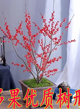 北美冬青盆栽带红果真花年宵花树苗盆栽精品送人盆景送公树苗授粉
