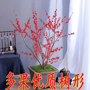 北美冬青盆栽带红果真花年宵花树苗盆栽精品送人盆景送公树苗授粉