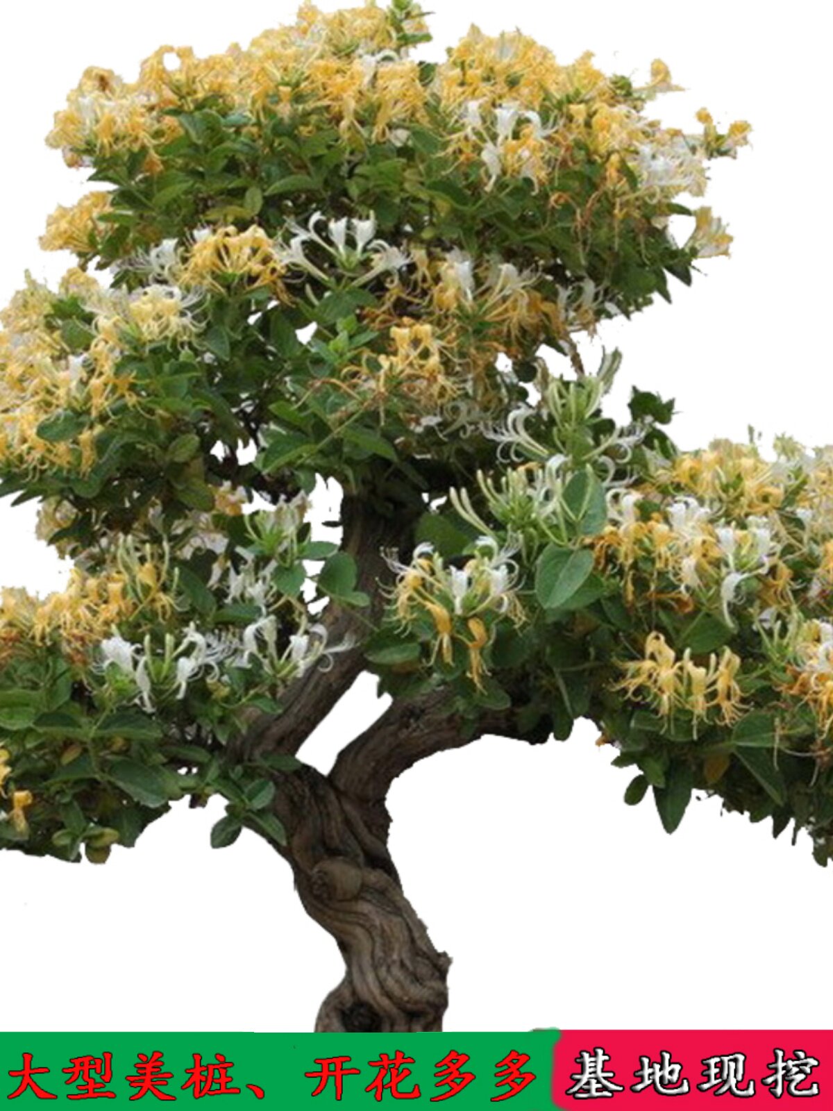 大型金银花盆栽老树桩盆景开花美观可泡茶喝中药材种植金银花树苗