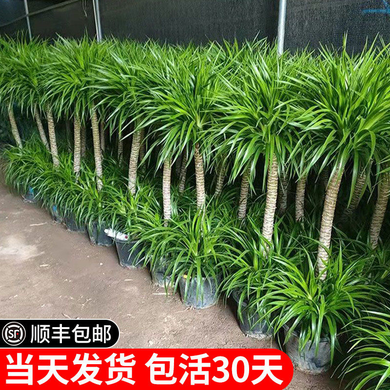 双层龙血树盆栽客厅室内好养大型植物办公室绿植老桩多头龙须树