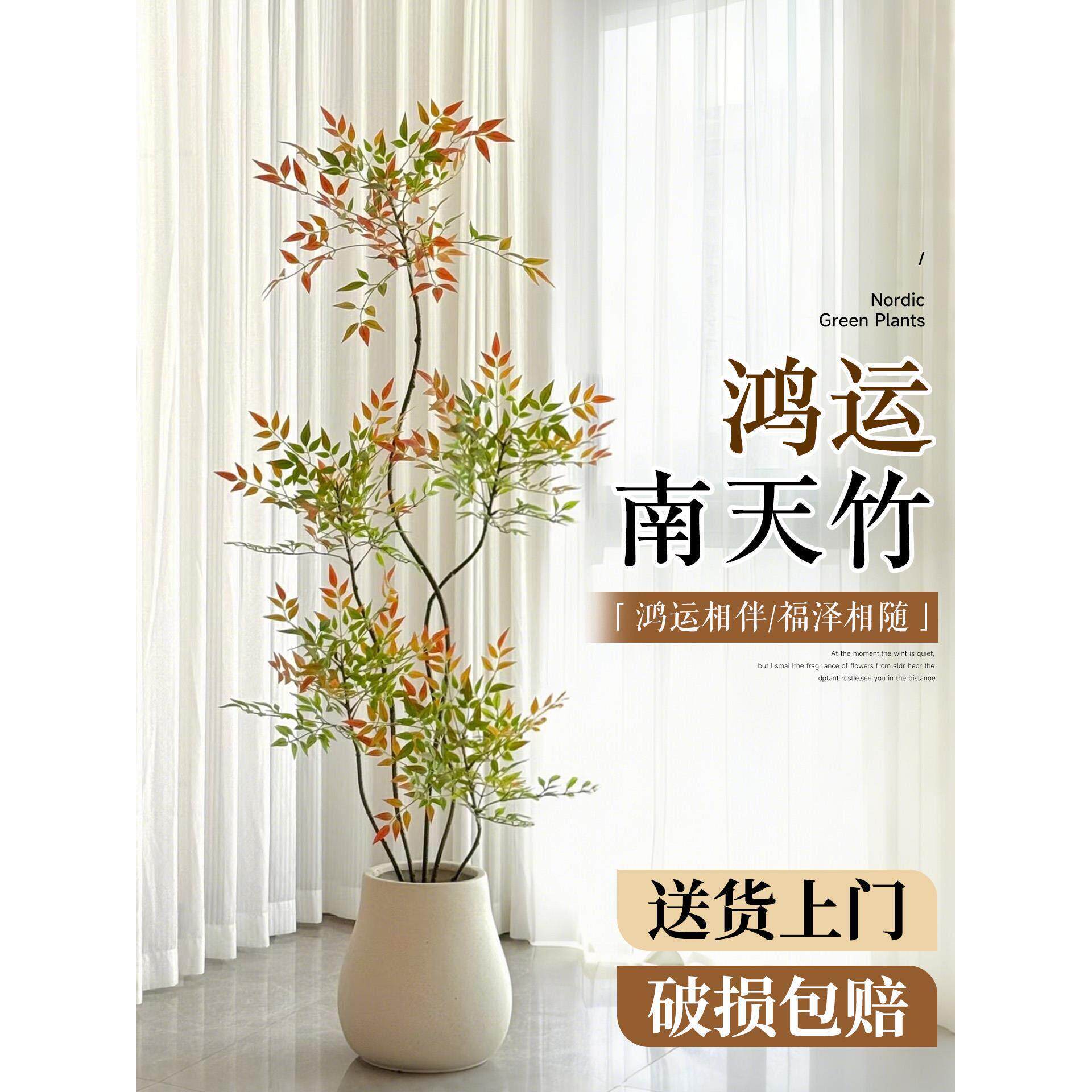 南天竹盆栽客厅大型绿植真树火焰红老桩办公室内高级感落地式大号