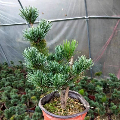 五针松短针五针松黑松嫁接的五针松正品五针松短针盆景五针松小苗