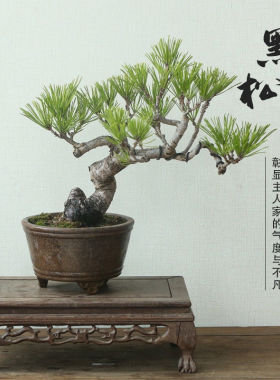 黑松矮霸老桩盆景造型黑松盆栽四季常青庭院绿植爆皮黑松园艺盆景