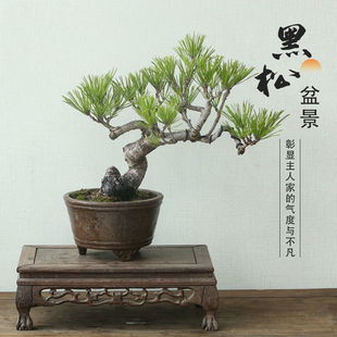 黑松矮霸老桩盆景造型黑松盆栽四季常青庭院绿植爆皮黑松园艺盆景