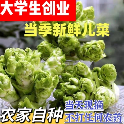 农家自种新鲜儿菜整颗当季蔬菜