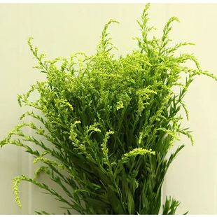 新鲜黄莺草鲜花散尾葵真花花束混搭好养新鲜鲜切花水养菊花配草