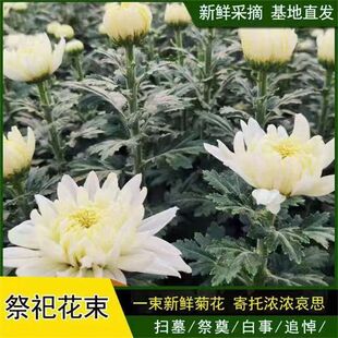 菊花鲜花黄白菊花祭祀用花清明节鲜花混搭花扫墓追悼上坟祭奠花束