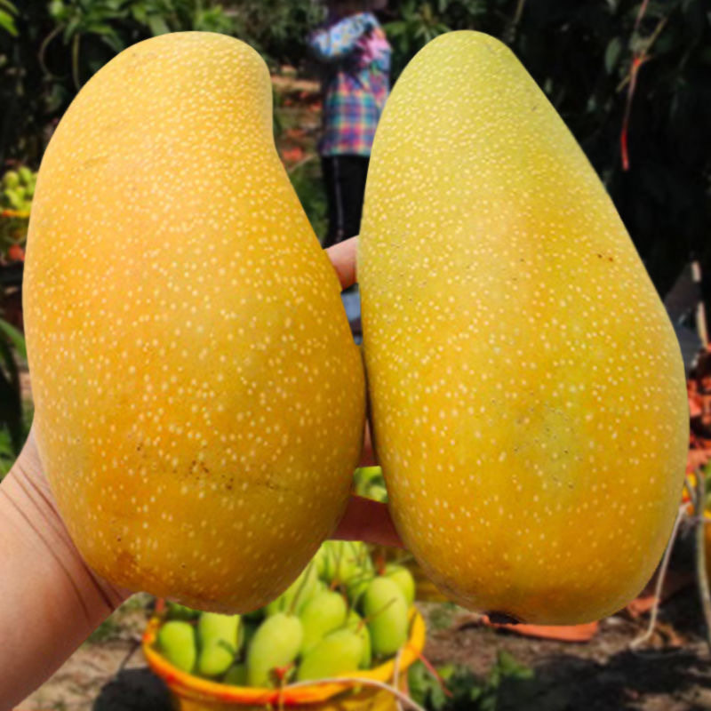 海南金煌芒特产当季新鲜整箱时令青芒水仙芒水果10斤超级特大芒果