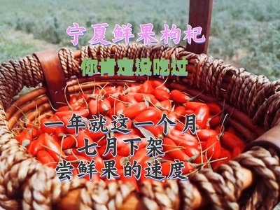 2025年宁夏枸杞鲜果大果新鲜高端水果枸杞神秘果新鲜枸杞现摘500g