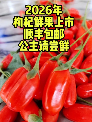 2026年宁夏枸杞鲜果大果新鲜高端水果枸杞神秘果新鲜枸杞现摘500g