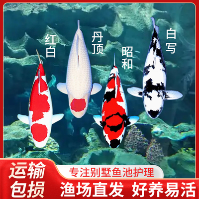 高端锦鲤日本进口大型鱼池观赏鱼